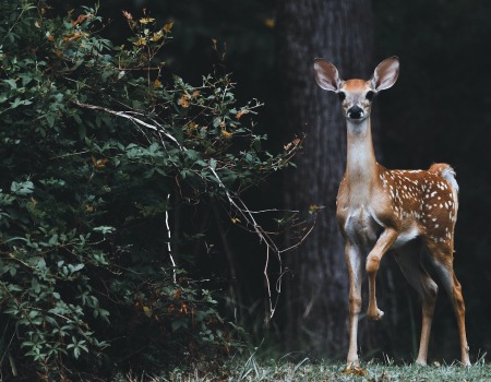 Metal Roofers Woodcreek